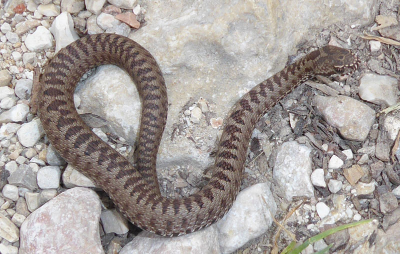 un piccolo di Vipera berus
